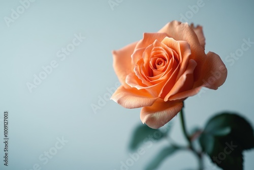 A single orange rose in a vase on a blue background, perfect for decorating and celebrations