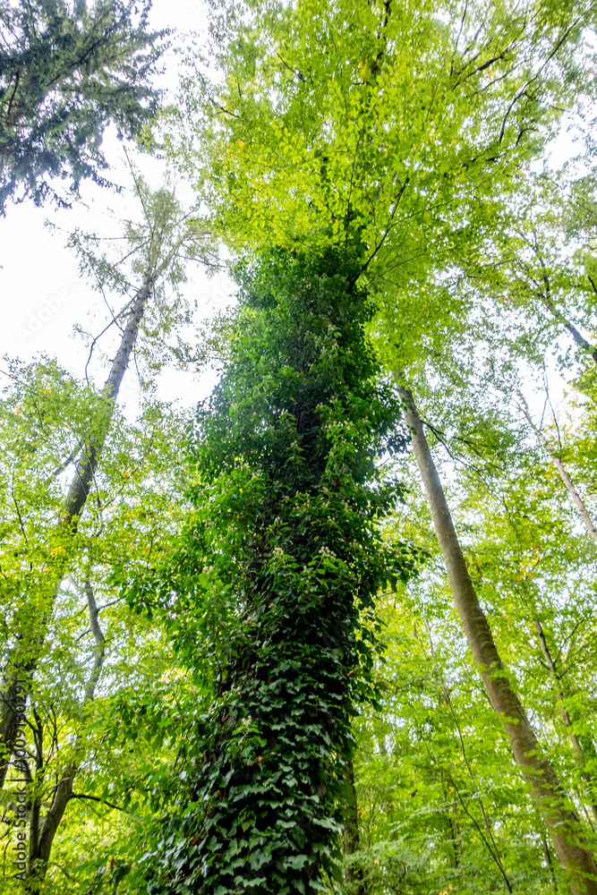 Obraz premium Efeu am Baumstamm