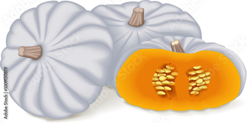 Whole and half of White Valenciano pumpkin. Winter squash. Cucurbita maxima. Fruits and vegetables. Isolated vector illustration.