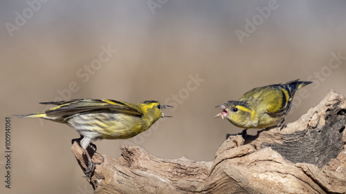 Eurasian siskins - Spinus spinus