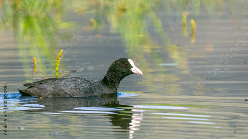 Photos Eurasian coot - Fulica atra