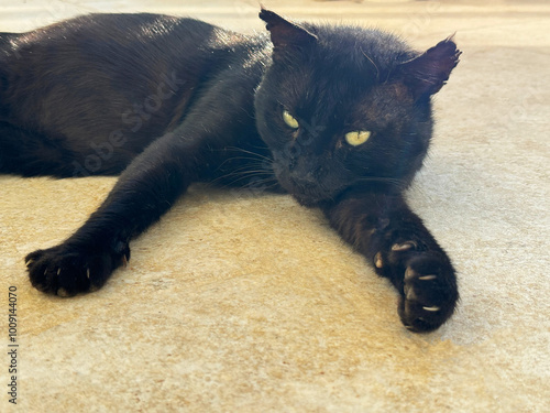 Portrait of a black cat lying on the floor. photo