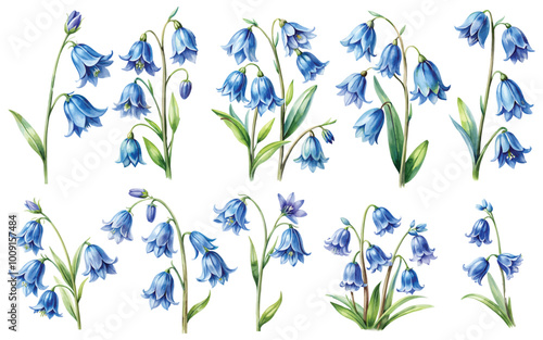 bluebell flower watercolor set isolated from white background