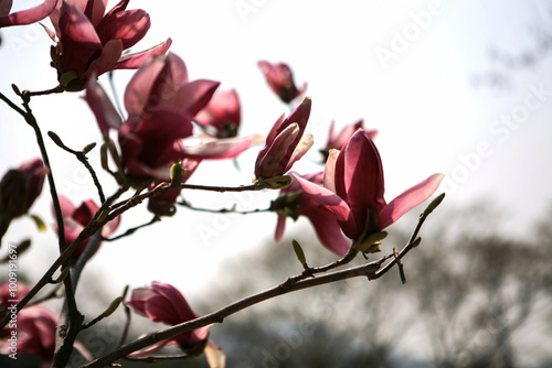 pink magnolia flowers in spring