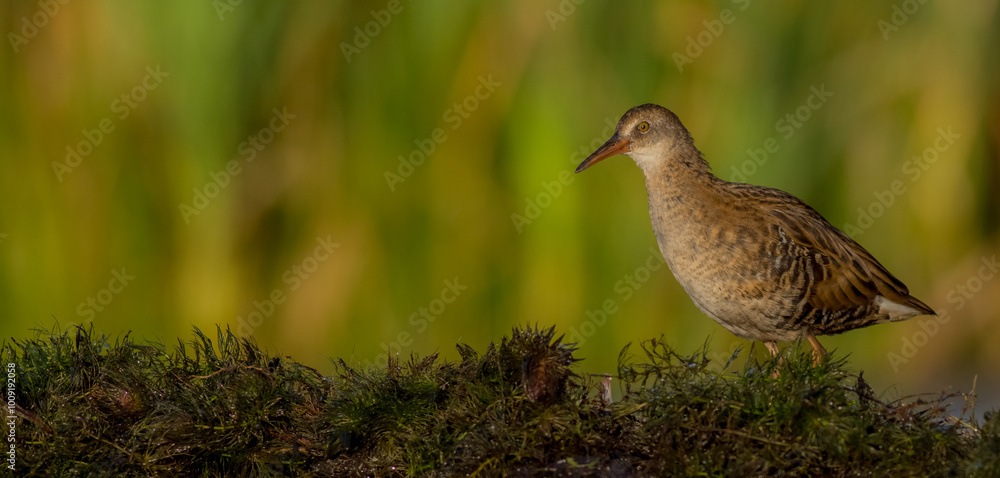 Fototapeta premium Water Rail - juvenile bird at a wetland in summer