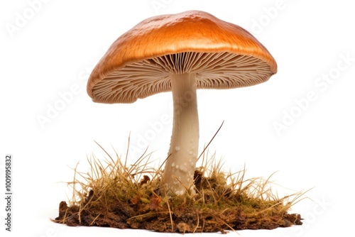 Suillus mushroom fungus agaric plant.