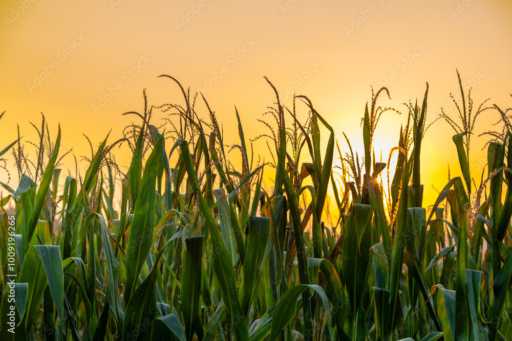 Corn waiting to be harvested Corn waiting to be harvested