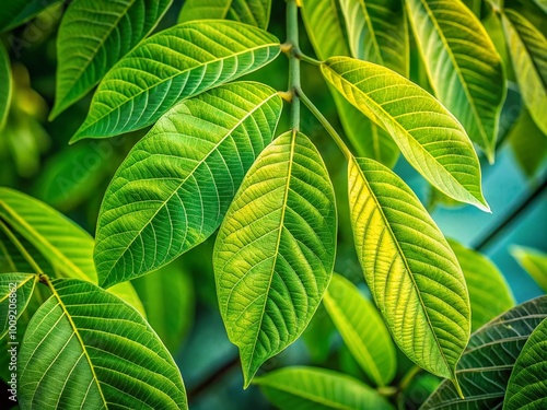 Detailed Close-Up of Fresh Green Walnut Leaves with Distinctive Shapes and Veins in Natural Light