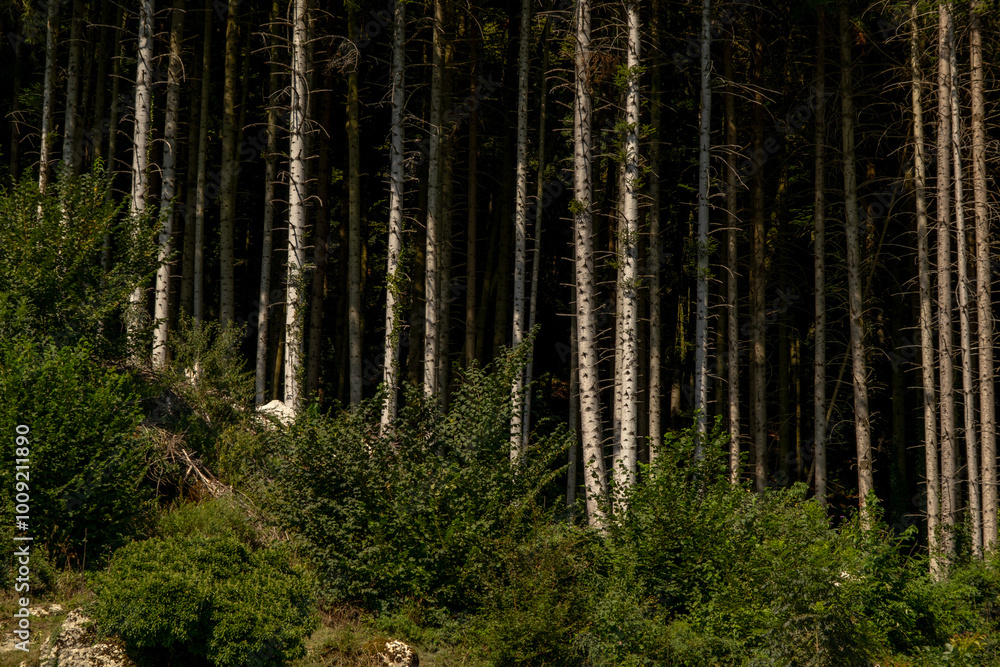 Obraz premium Forest tree background. Pine forest. Nature Environment. Pine forest. Countryside rainforest. Nature background.