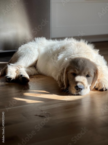 Puppy sleeping
