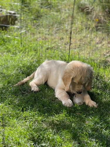 Puppy in grass