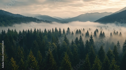 Beautiful Misty Forest Landscape with Mountain Views. Aerial View of the Carpathian Mountains, Printable Wall Art