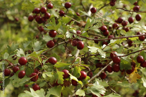 Primer plano de los frutos y hojas de 