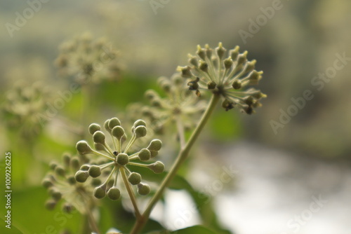 Primer plano de la floración lila de 