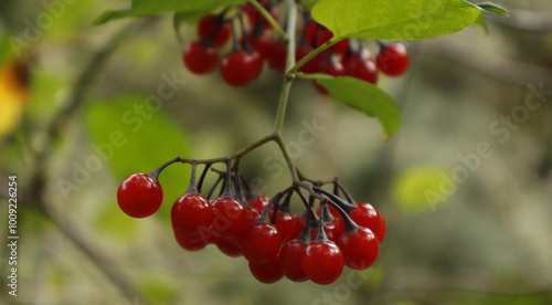 Primer plano de un manojo de 