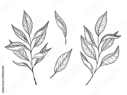 Vector set with branches and tea leaves. Hand drawn graphics, tea leaves. Design and decoration of hot drink, green, black tea and oolong. Linear black and white drawing