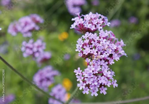 Primer plano de flores de verbena