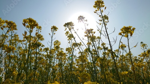 午後の菜の花畑 photo