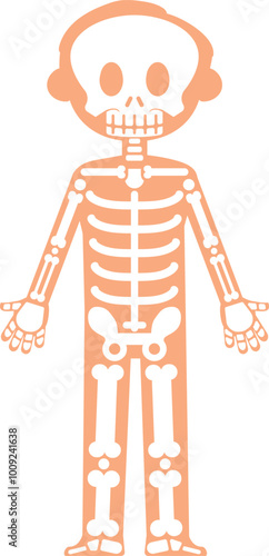 Kid body with skeleton. Child anatomy medical illustration