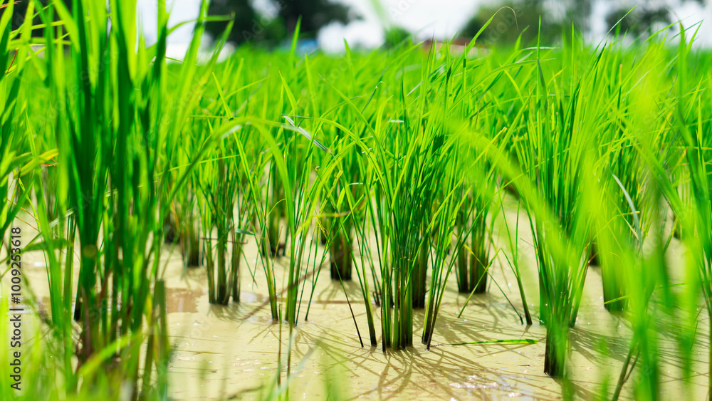 Fototapeta premium Close-up of rice seedlings growing in the fields. View of Young rice sprout ready to growing in the rice field