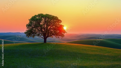 Lone tree on rolling hills at sunset during golden hour in california landscape