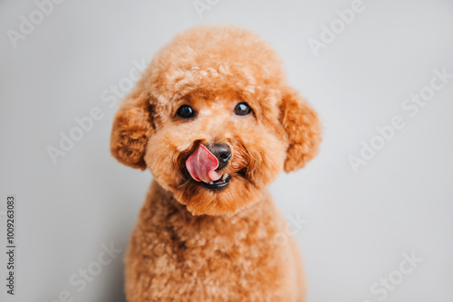A small red poodle on a grey background licks after a delicious meal, close up. Front view