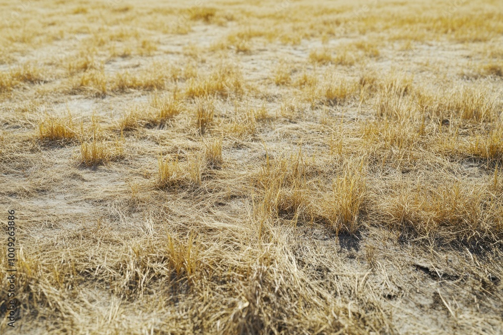 Fototapeta premium Dry Grass Field in the Sun