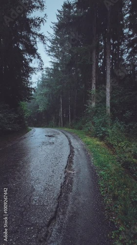 road in the forest