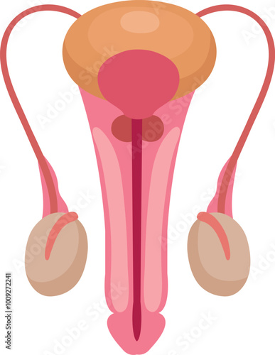 Male reproductive system illustration. Urinary organ anatomy