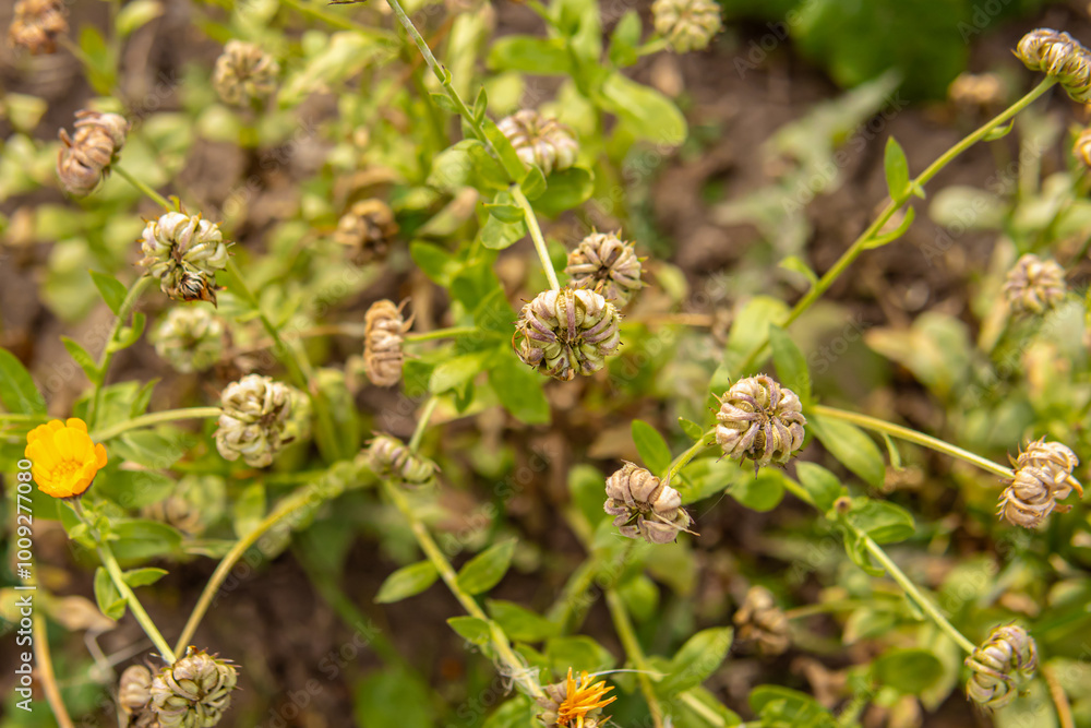 Collection of dry calendula seeds. Ripe marigold boxes. Growing calendula. Natural Collection of dry calendula seeds. Ripe marigold boxes. Growing calendula. Natural