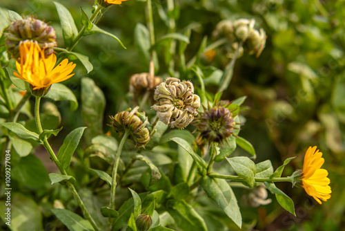 Foto Ripe marigold boxes. Growing calendula. Seeds in inflorescences
