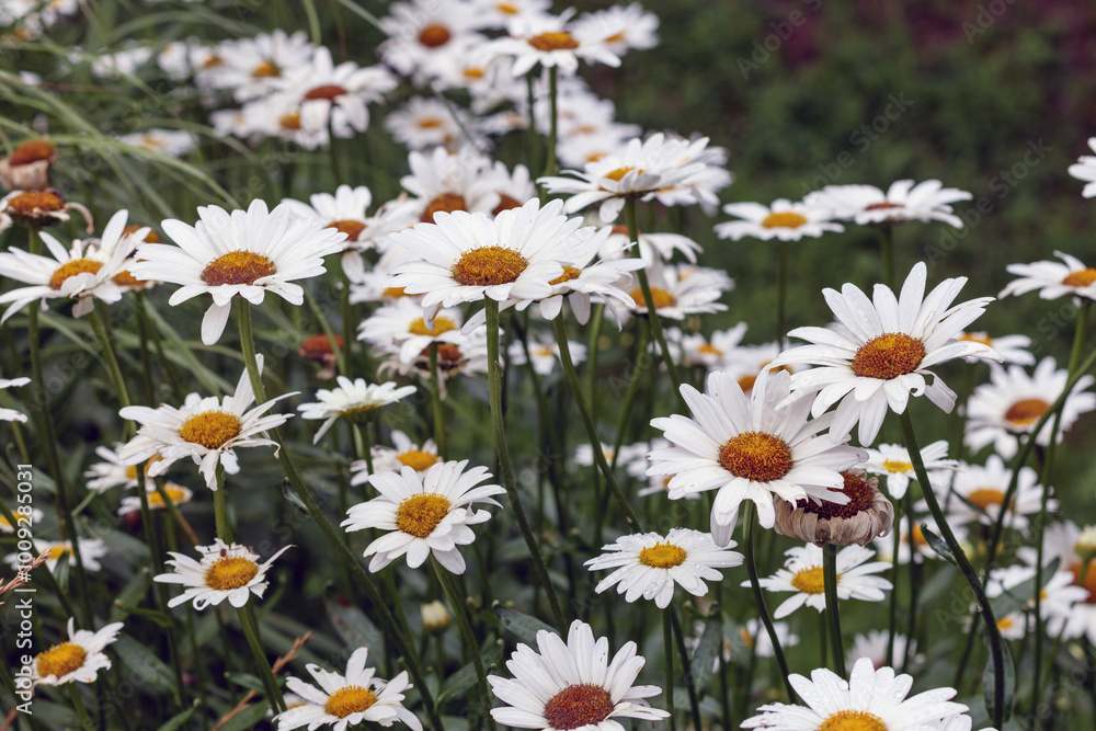 daisy field with many petals and yellow circles in the garden daisy field with many petals and yellow circles in the garden