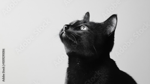 A curious black cat gazing upwards