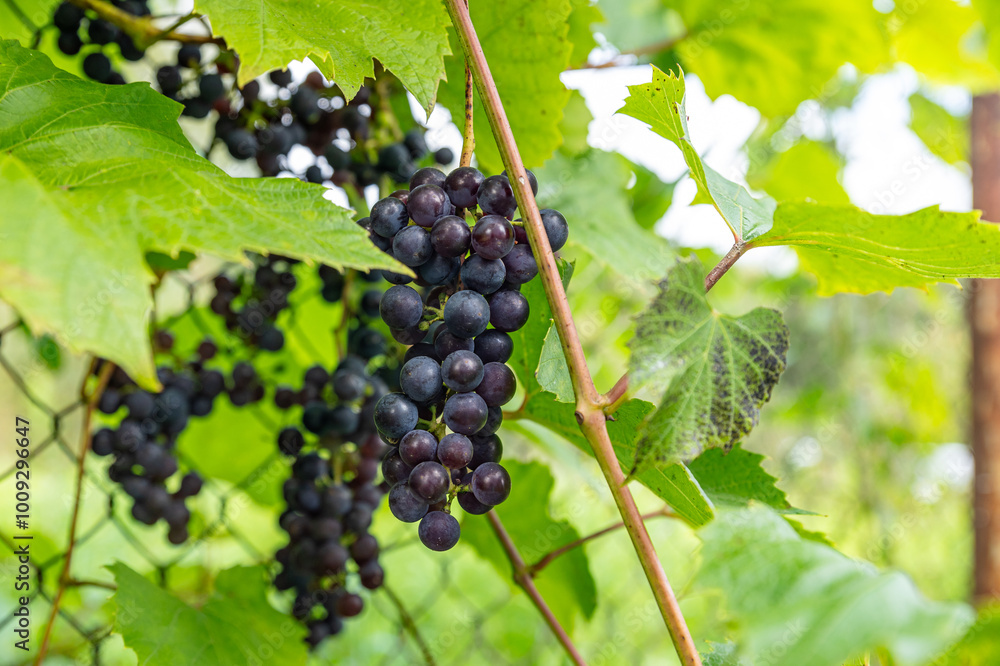 Close up of ripe purple grapes hanging on the vine in a vineyard at sunset, ready for harvest. The warm light of the setting sun illuminates the grapes, creating a beautiful and inviting scene Close up of ripe purple grapes hanging on the vine in a vineyard at sunset, ready for harvest. The warm light of the setting sun illuminates the grapes, creating a beautiful and inviting scene