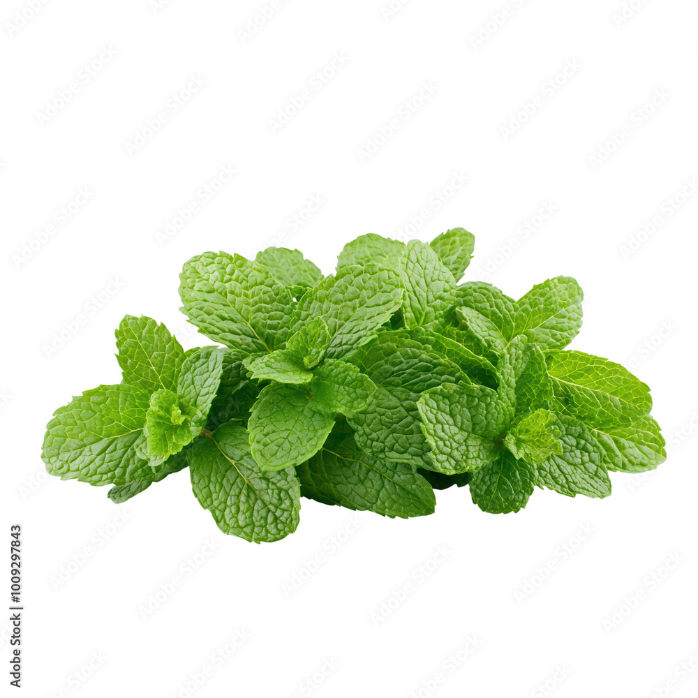 Fresh mint leaves arranged for culinary use Fresh mint leaves arranged for culinary use
