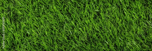 Wallpaper Mural Panoramic banner of lush green grass field texture for nature-themed projects Torontodigital.ca