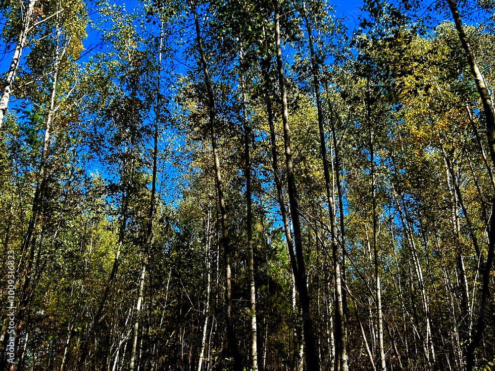 Obraz premium Birch grove in autumn. Autumn forest.