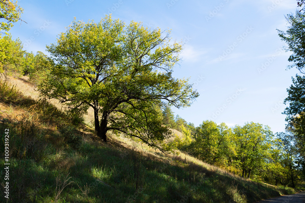 landscape with trees and sky. Autumn landscape with dense trees and vibrant foliage under a clear blue sky. from a bird's eye view. Scene of unspoiled nature. landscape with trees and sky. Autumn landscape with dense trees and vibrant foliage under a clear blue sky. from a bird's eye view. Scene of unspoiled nature.