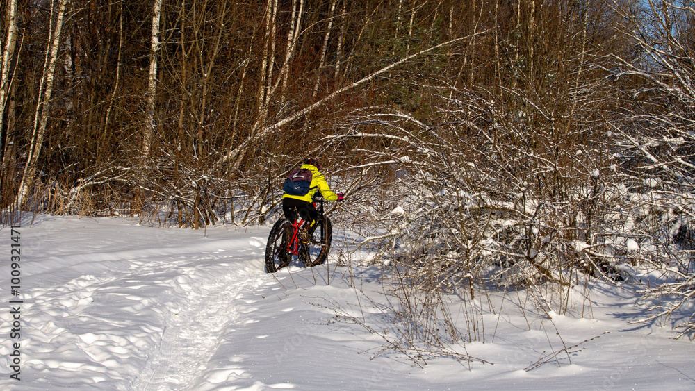 Forest in snowy winter, clean snow on calm trees Forest in snowy winter, clean snow on calm trees