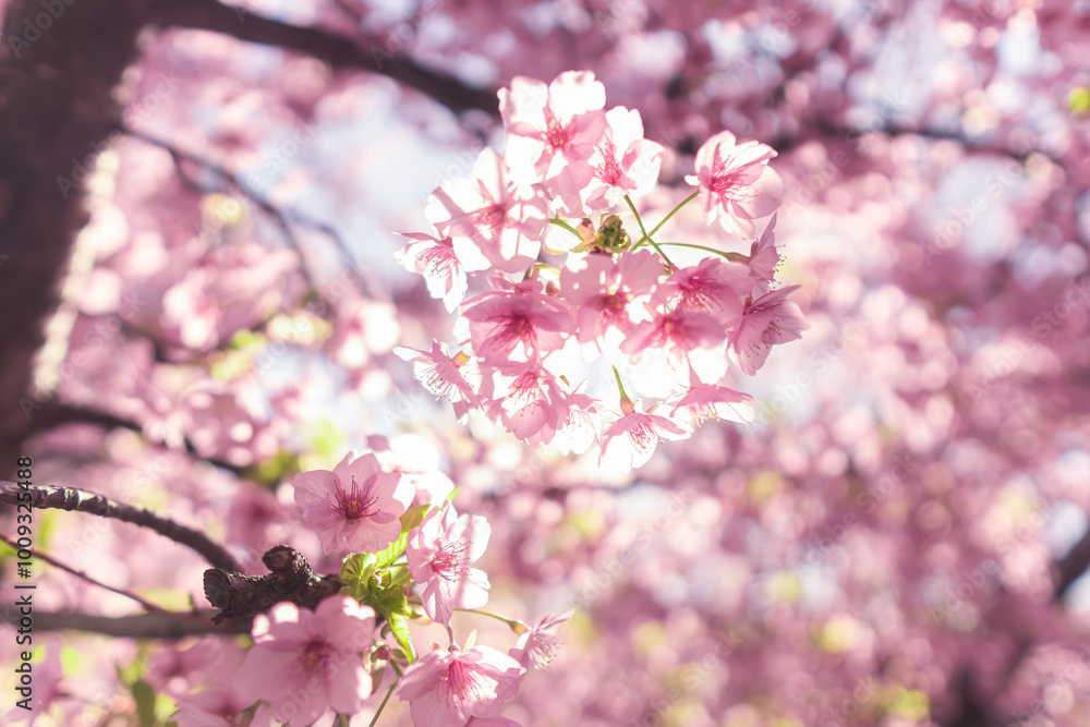 春に日本の東京で咲く満開の桜の花。河津桜(kawazu-zakura) 春に日本の東京で咲く満開の桜の花。河津桜(kawazu-zakura)