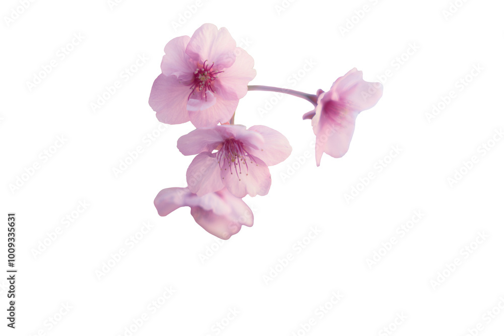 Obraz premium 【切り抜き】春に日本の東京で咲く満開の桜の花。河津桜（kawazu-zakura）