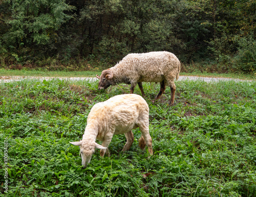 Racka sheep or Hortobagy Rakka sheep is a breed of sheep known for its unusual spiral horns that can grow up to 2.0 feet in length.  In the summer, they like to graze on the green grass. photo