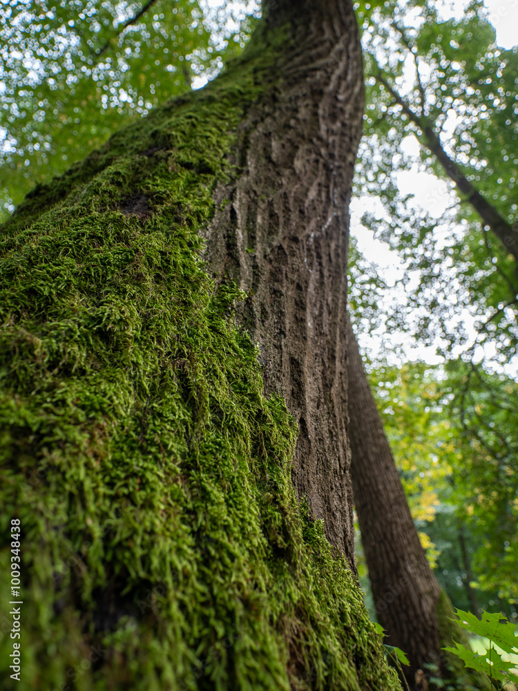 The moss on the tree really grows preferentially from the north side of the trunks, but it is not a 100% guarantee. Perhaps this is true for solitary trees, not in deep forest.