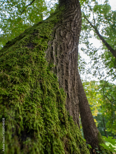 The moss on the tree really grows preferentially from the north side of the trunks, but it is not a 100% guarantee. Perhaps this is true for solitary trees, not in deep forest.