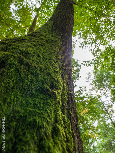 The moss on the tree really grows preferentially from the north side of the trunks, but it is not a 100% guarantee. Perhaps this is true for solitary trees, not in deep forest. photo