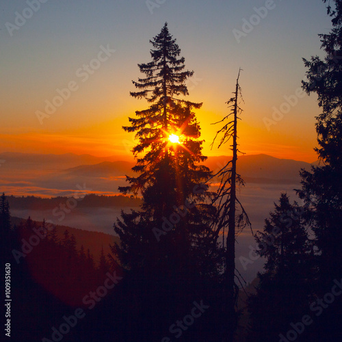 Morning fog and trees silhouettes in sunrise time in Drahobrat, Carpathian mountains, Ukraine photo