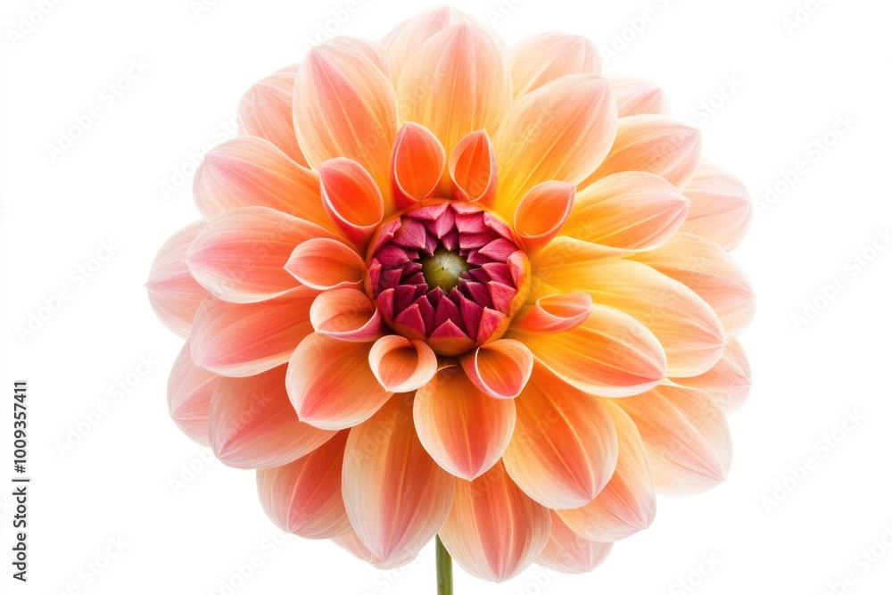 A single flower sits on a plain white background, with no distractions A single flower sits on a plain white background, with no distractions