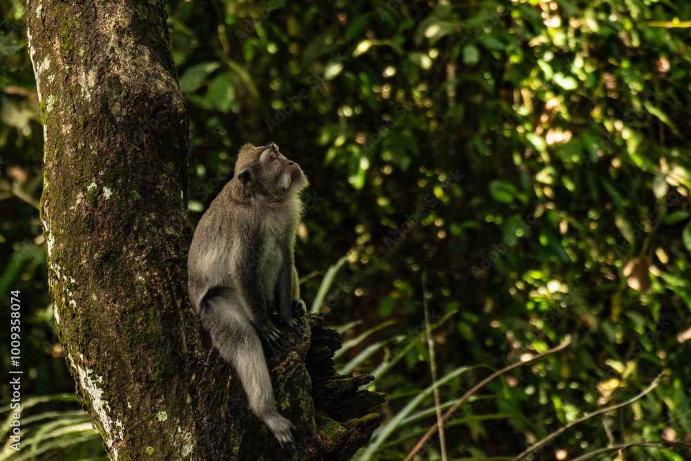 Obraz premium monkey on the tree 