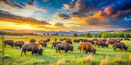Wallpaper Mural Majestic Buffalo Herd Grazing in Lush Green Pasture Under Clear Blue Sky During Golden Hour Light Torontodigital.ca