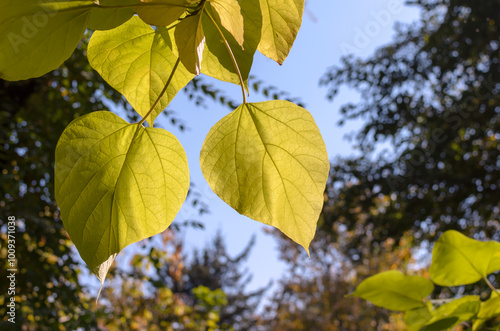 autumn leaves of catalpa aurea on a blue sky background in sunlight photo